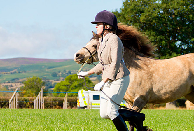 Horse Equestrian Clothing: Dressing with Elegance